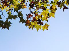 -上海共青森林公园