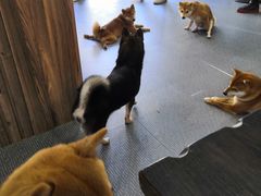 -柴源莊·柴小宠柴犬咖啡