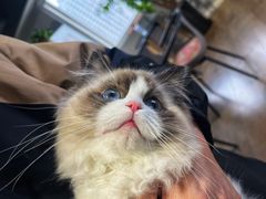 -东方名猫馆·英短金渐层布偶猫舍(环线广场1号楼店)