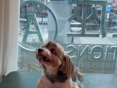 -帕帕拉兹宠物(亚洲旗舰店)