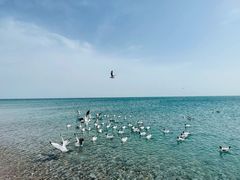 -青海湖国家重点风景名胜区
