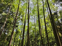 -凤栖山