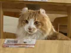 -豆逗聊愈猫阁Easy Life