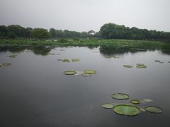-荷塘月色湿地公园·向阳花洲