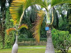 -中国科学院西双版纳热带植物园