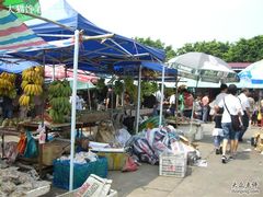 -大湾区中央湿地公园-十九涌