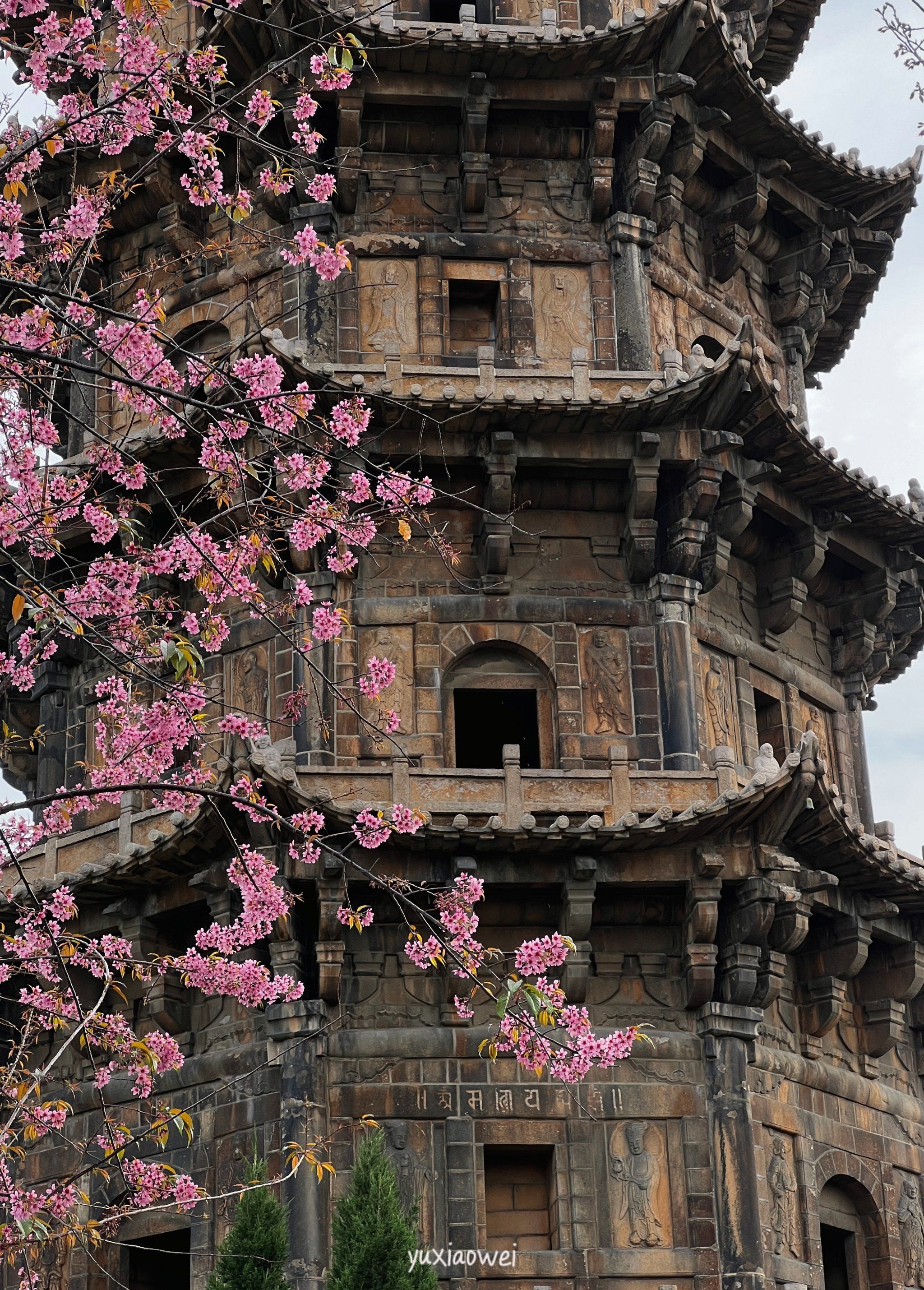 一起去开元寺看樱花吧