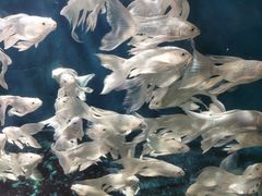 -西安曲江海洋极地公园