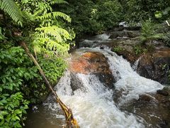 -莫里热带雨林景区