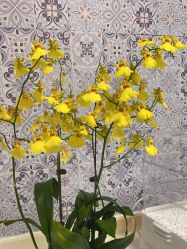 -橙沐普拉提瑜伽