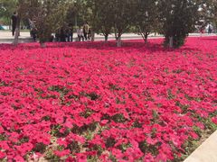 -武清南湖绿博园