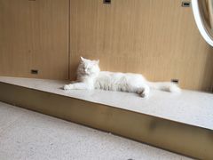 -飞行喵MR PILOT|猫舍·猫咖(静安大融城店)