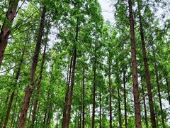 -黄海国家森林公园