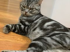 -伟伟宠物医院·瑞派猫友好医院·猫科(光谷店)