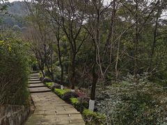 -铁山坪森林公园