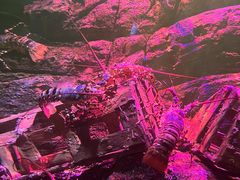 -暹罗海洋世界