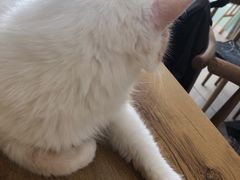 -平行世界·猫咖(首经贸店)