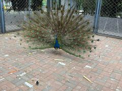 -长白岛森林公园