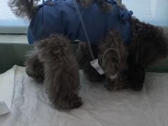 -康旭宠物医院(郑州总院)