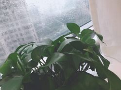 -樱木町·日式头皮管理中心