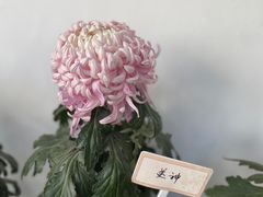 -杭州植物园
