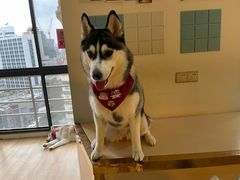 -Husky Go! 哈士奇体验馆·宠物咖啡厅狗咖