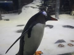 -悉尼海洋生物水族馆