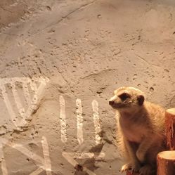 -Zoolung Zoolung动物主题公园(海信广场店)