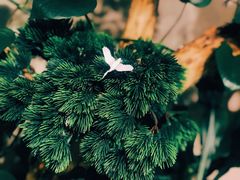 -安徽饭店·白鹭阁自助餐厅(梅山路店)