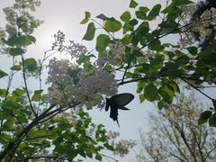 -泰山风景名胜区-普照寺