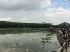 -大湾区中央湿地公园