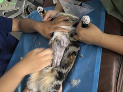 -达爱动物医院·犬猫分区·CT·复杂眼科(远洋山水分院)