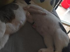 -伟伟宠物医院·CT影像中心·瑞派犬猫综合性门诊(汉口总院)