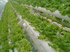 -兰陵国家农业公园