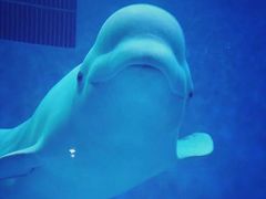 -芜湖新华联大白鲸海洋公园