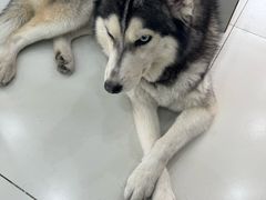 -汪说·狗咖·拼豆·宠物周边DIY(旺城大厦店)