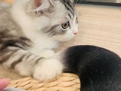 雪球-飞行喵MR PILOT|猫舍·猫咖(静安大融城店)