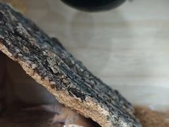 -东莞宠友24H宠物中心医院·转诊夜诊·异宠(新河北路院)