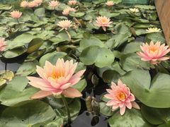 -三垟湿地