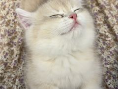 -东方名猫馆·英短金渐层布偶猫舍(环线广场1号楼店)