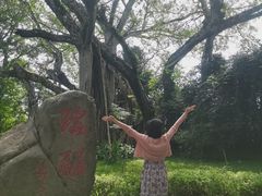 -瑞丽独树成林风景区