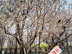 -桃花堤公园
