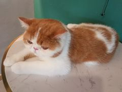 -飞行喵MR PILOT|猫舍·猫咖(静安大融城店)