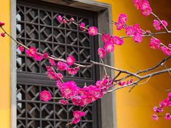 -红梅公园