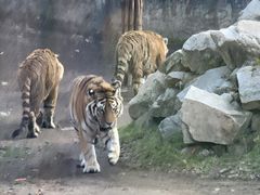 -西安秦岭野生动物园