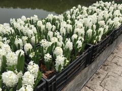 -上海鲜花港