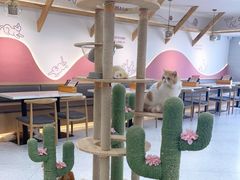 大堂-喵园·猫主题咖啡厅·撸猫·猫咖(国贸店)