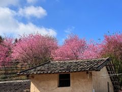 -南靖田螺坑土楼群景区