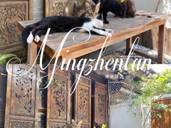 -喵屿·大理花园猫咖