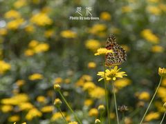 -唐崖土司城遗址